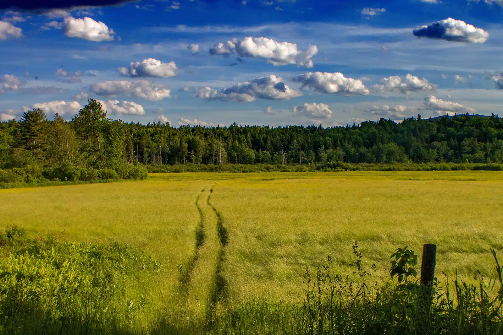 Title: The Field Location: Hebron, NH Judge's comments: "This landscape photograph is at first unassuming. It engages the viewer with the limited palette of a crisp and clear New England day. Tire tracks draw us into the picture plane. Here begins the narrative intrigue. What questions are you asking?"