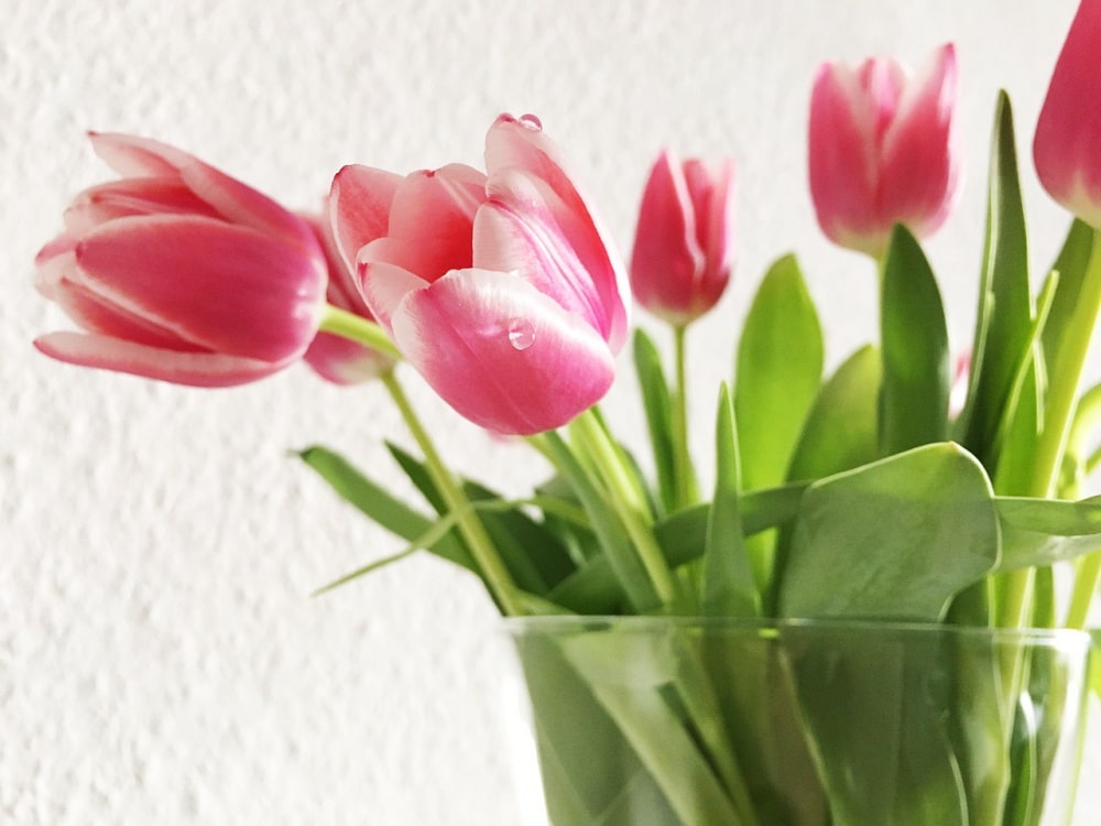 How to Care for Tulips