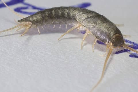 how to get rid of silverfish infestation