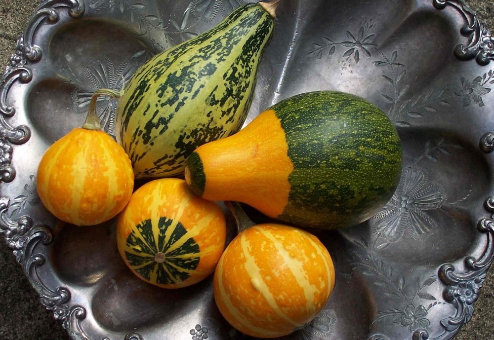 How to Preserve Gourds and Display Them, Too!