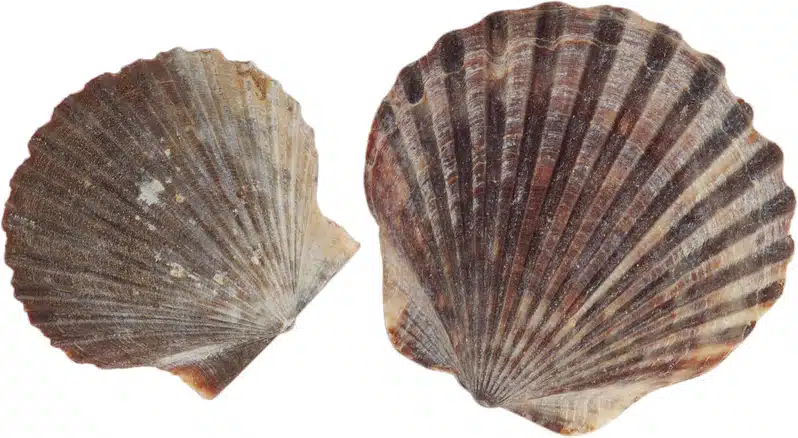 How to Pronounce "Scallop" │ New England Dialect