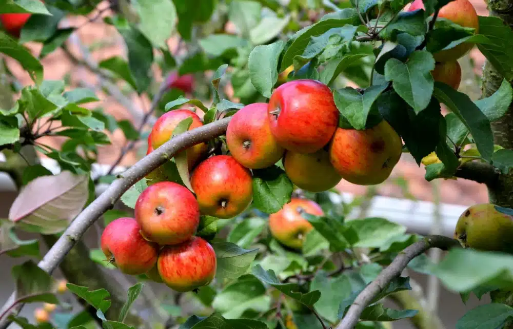 How to Prune Apple Trees