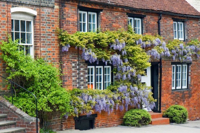How to Prune Wisteria and Grapevine