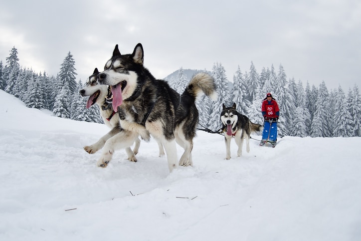 Sled dogs race