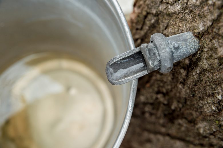 Maple Sap Dripping into a Bucket