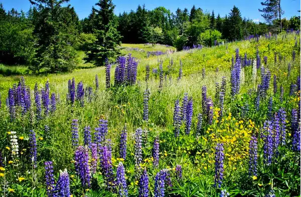 Hard to see but there are ribbons of lupines all through this field.