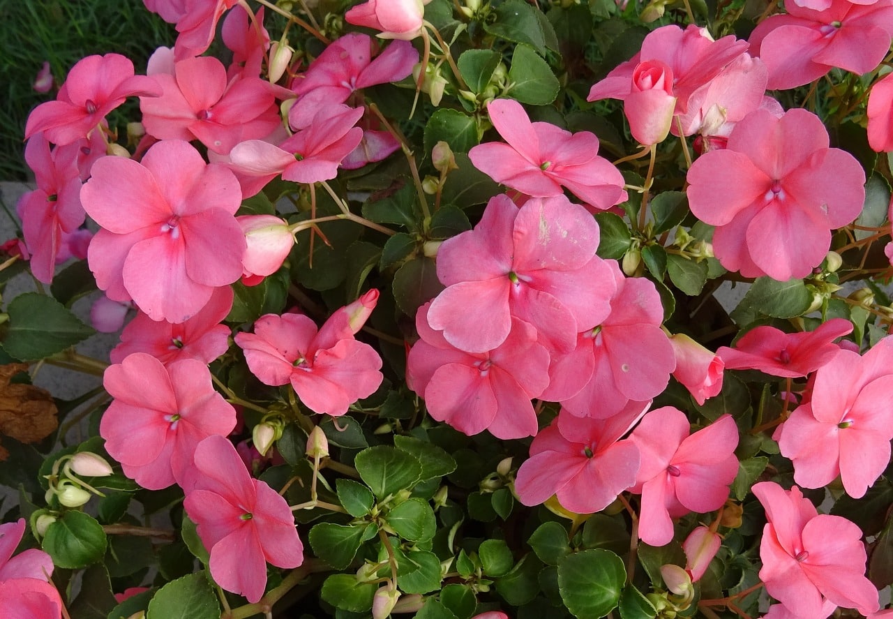 10 Best ShadeLoving Plants Gardening Advice New