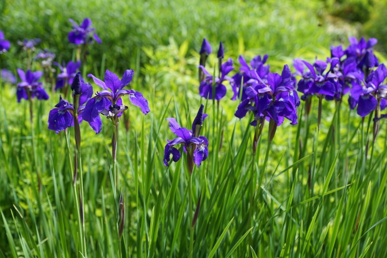 How to grow irises