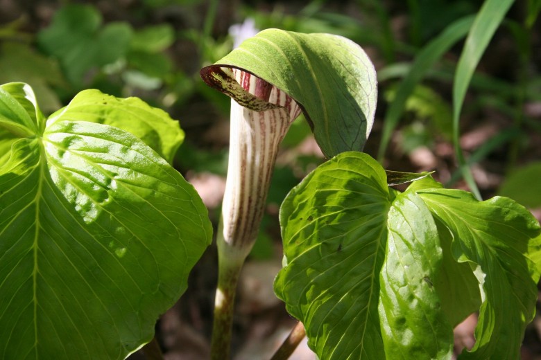 jack-in-the-pulpits