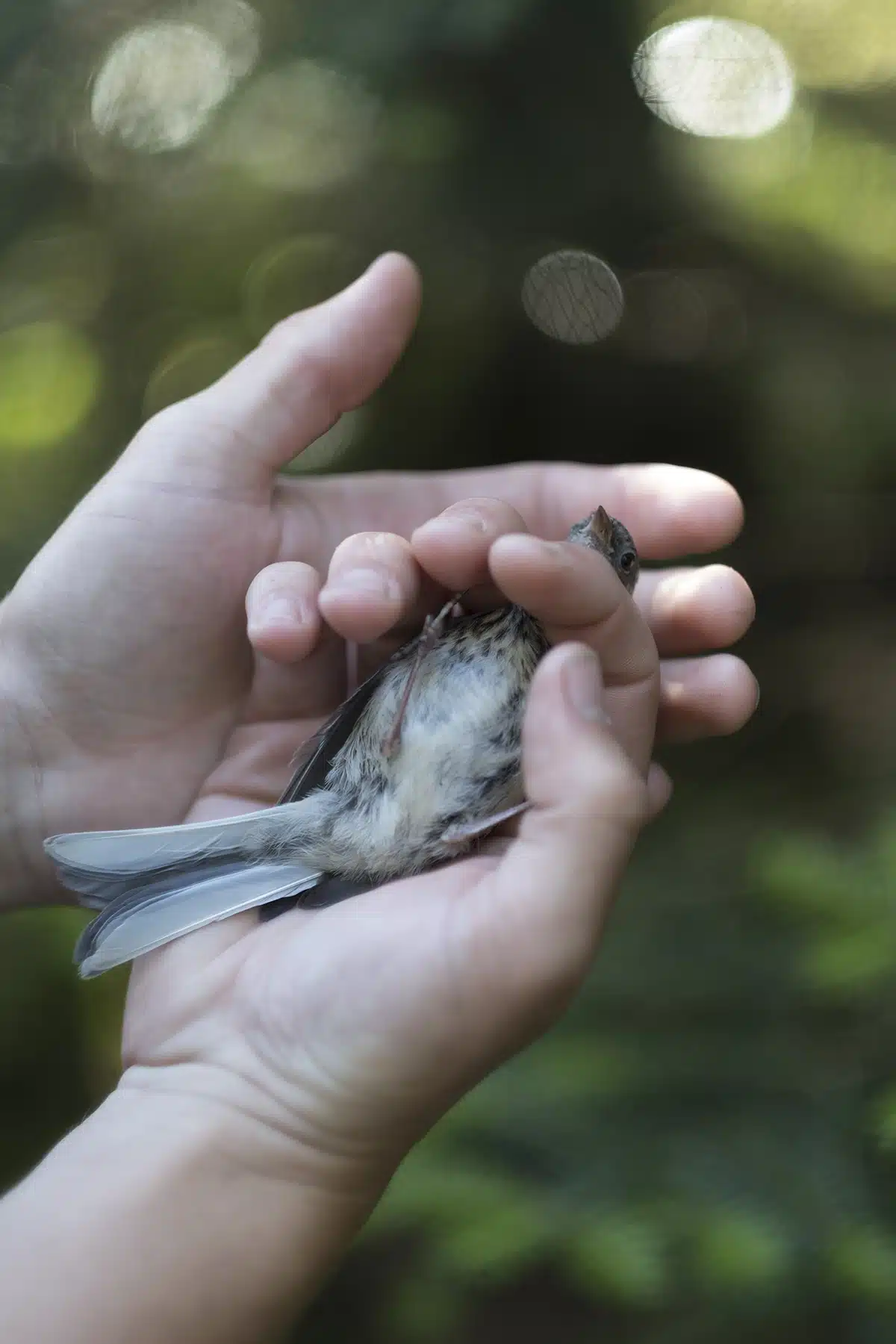 Scenes From the Vermont Center for Ecostudies