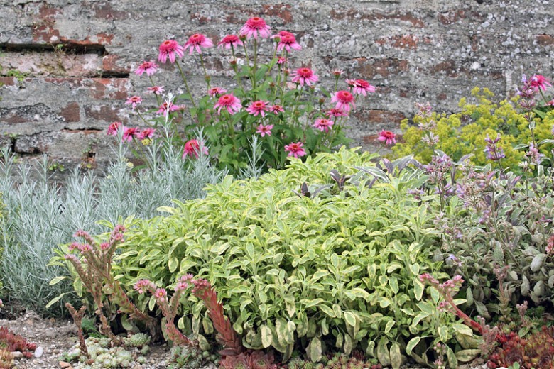 Plant herbs in your garden.