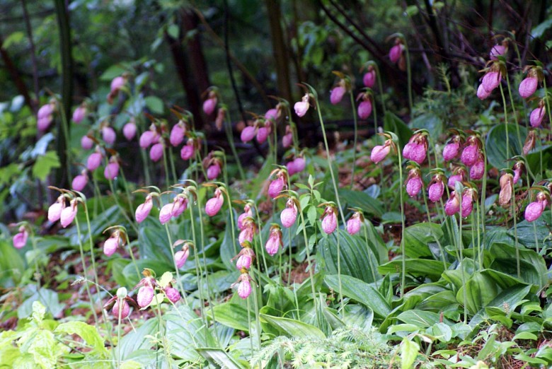 A crowd of lady slippers in a New England forest.
