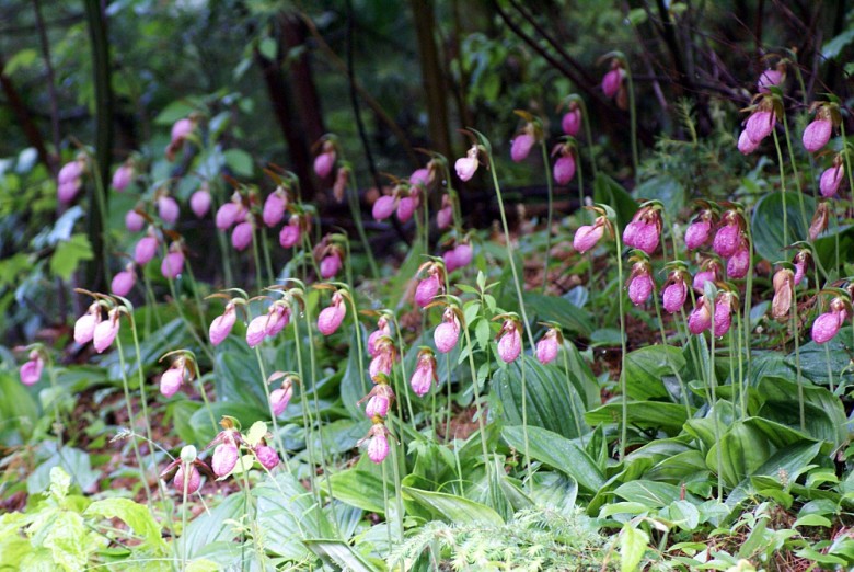 Wild Lady Slipper Flower