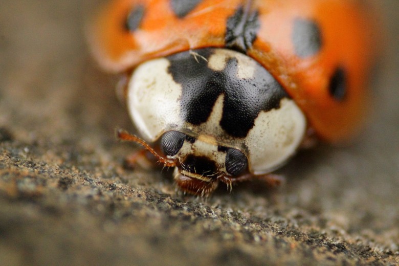 ladybird beetle feeding