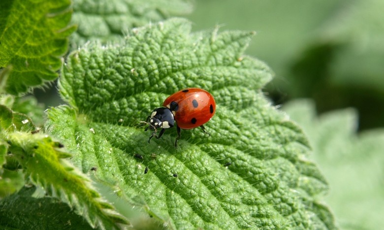 What do ladybugs eat?