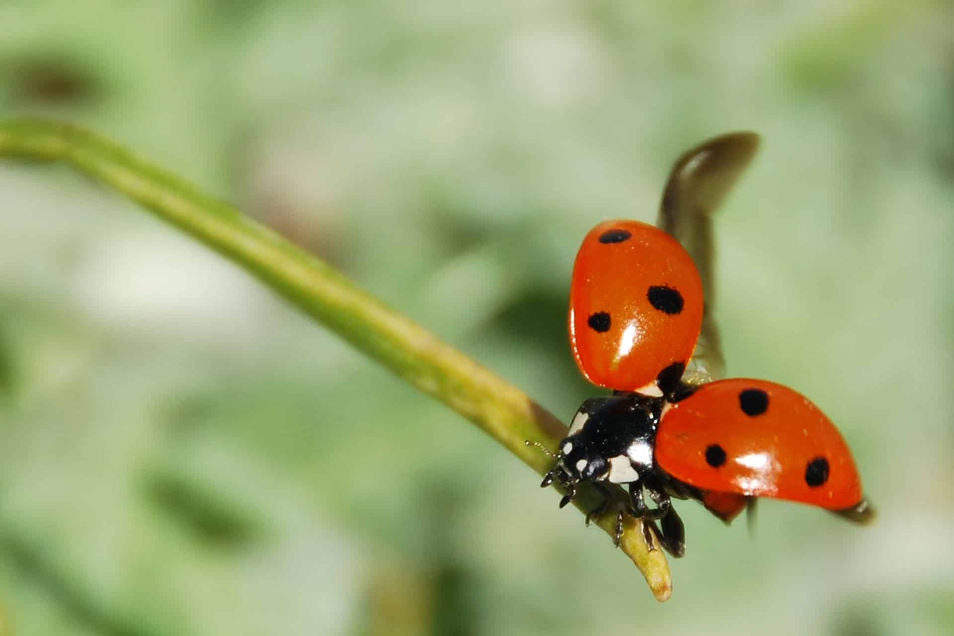 What Do Ladybugs Eat? All About Ladybugs New England Today