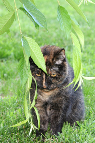 Kitty under Tree