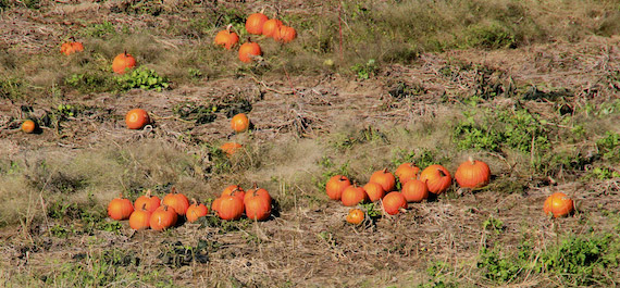 Pumpkins in Gray, Maine
