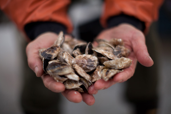 Holding oysters