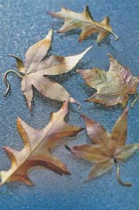 molded leaves