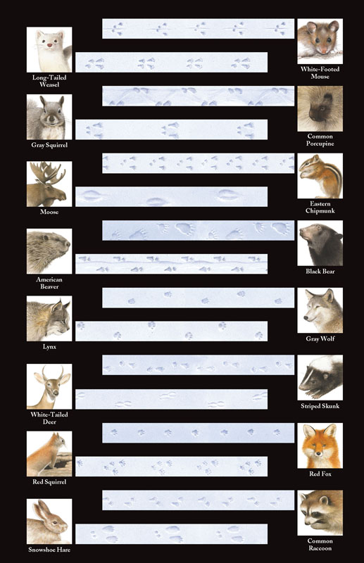 Animal Track Guide by RobertMeyer on DeviantArt