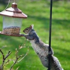 Hanging Wood Bird Feeder, Handmade Bird House Squirrel Feeder Bird Feeders  for the Outdoors Bird Feeder Table Birdfeeder 