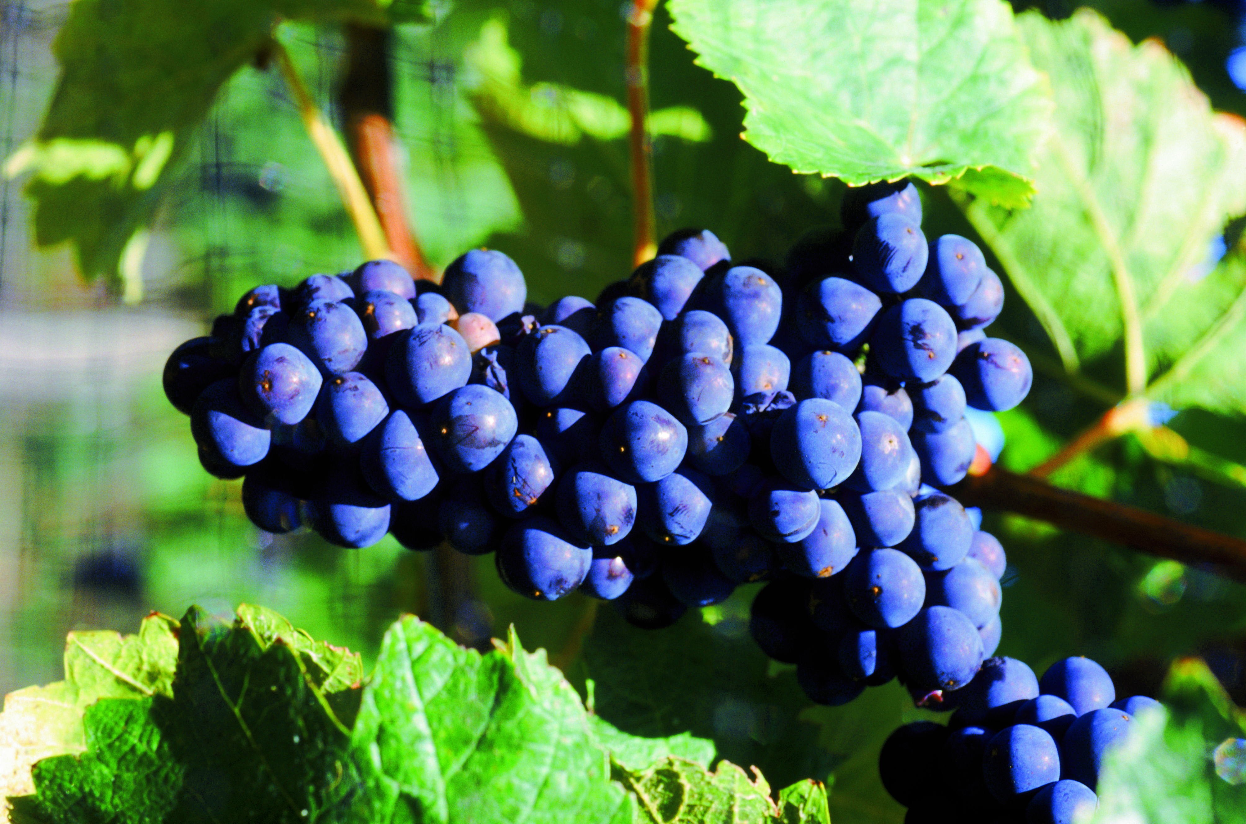Concord Grapes Uses And Recipes New England Today