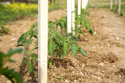 Tomato Plant Trellis