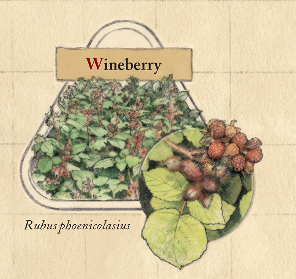 Wineberry.jpg