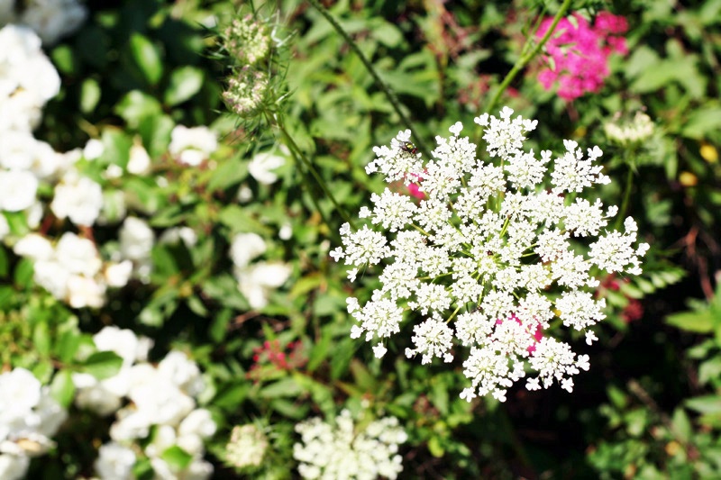 Queen Anne&#8217;s Lace: Wildlower or Weed
