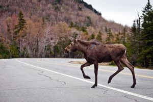 Moose Images