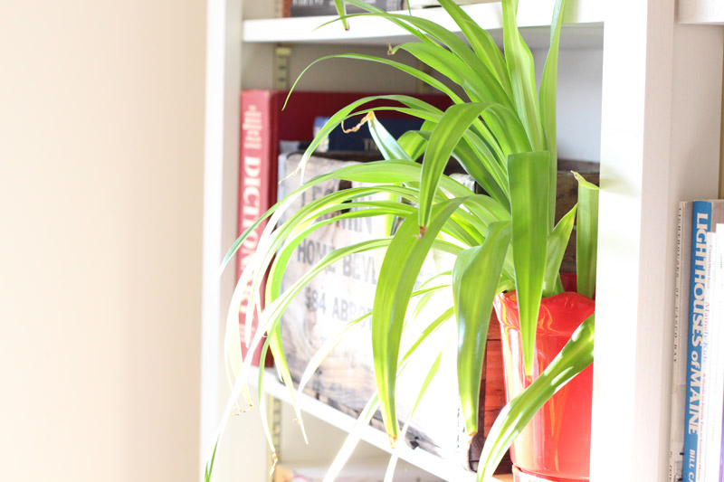 The 5 Best Air-Purifying Houseplants