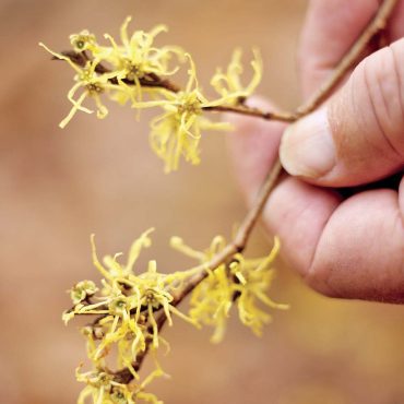 Witch Hazel