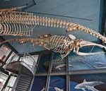 Biology - New Bedford Whaling Museum
