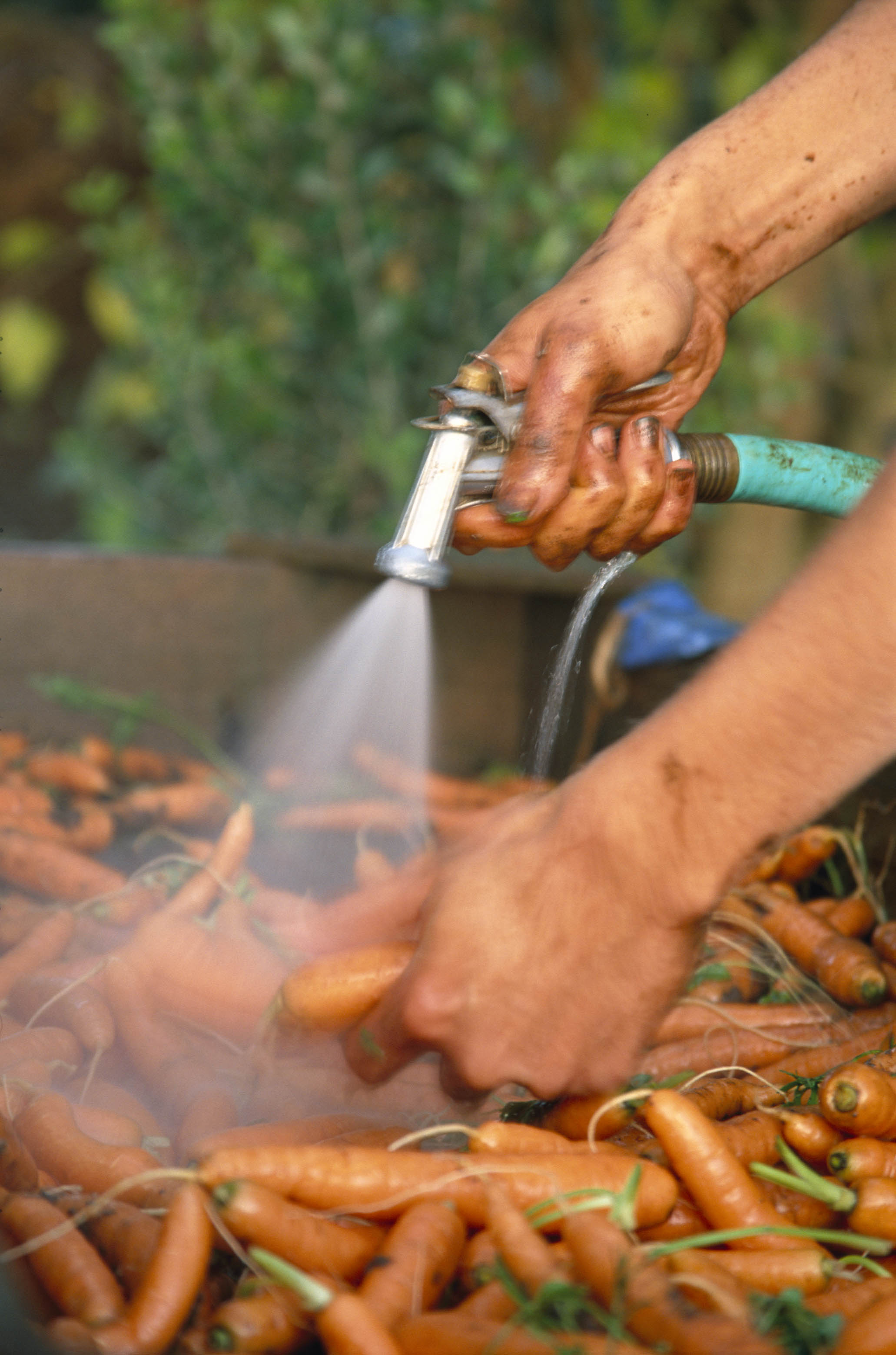 Growing carrots planting