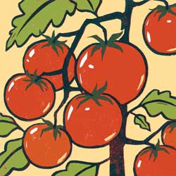 Tomato illustration