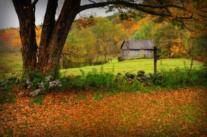 A wooden barn stands in a lush, green field surrounded by vibrant autumn trees, with a large tree and fallen leaves in the foreground.