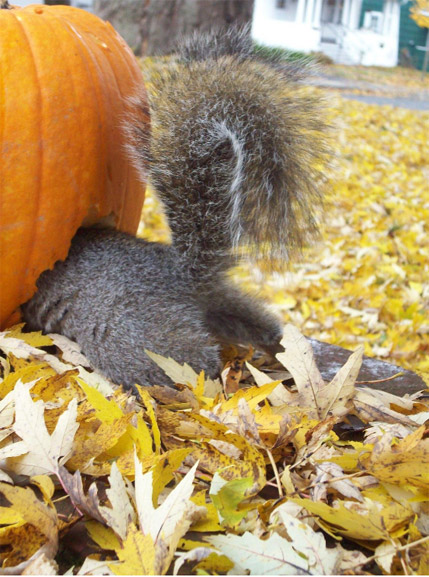 Squirrel in Pumpkin