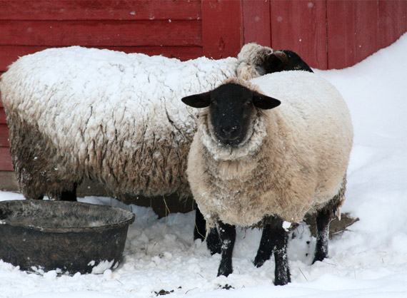 2011 Winter Contest Finalist: Wool in Snow