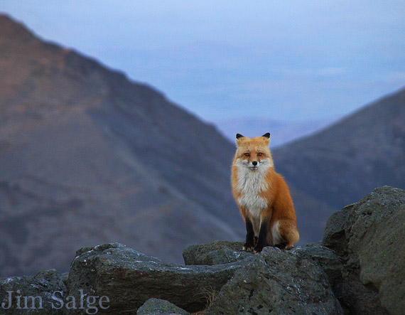 Fox on Mountain