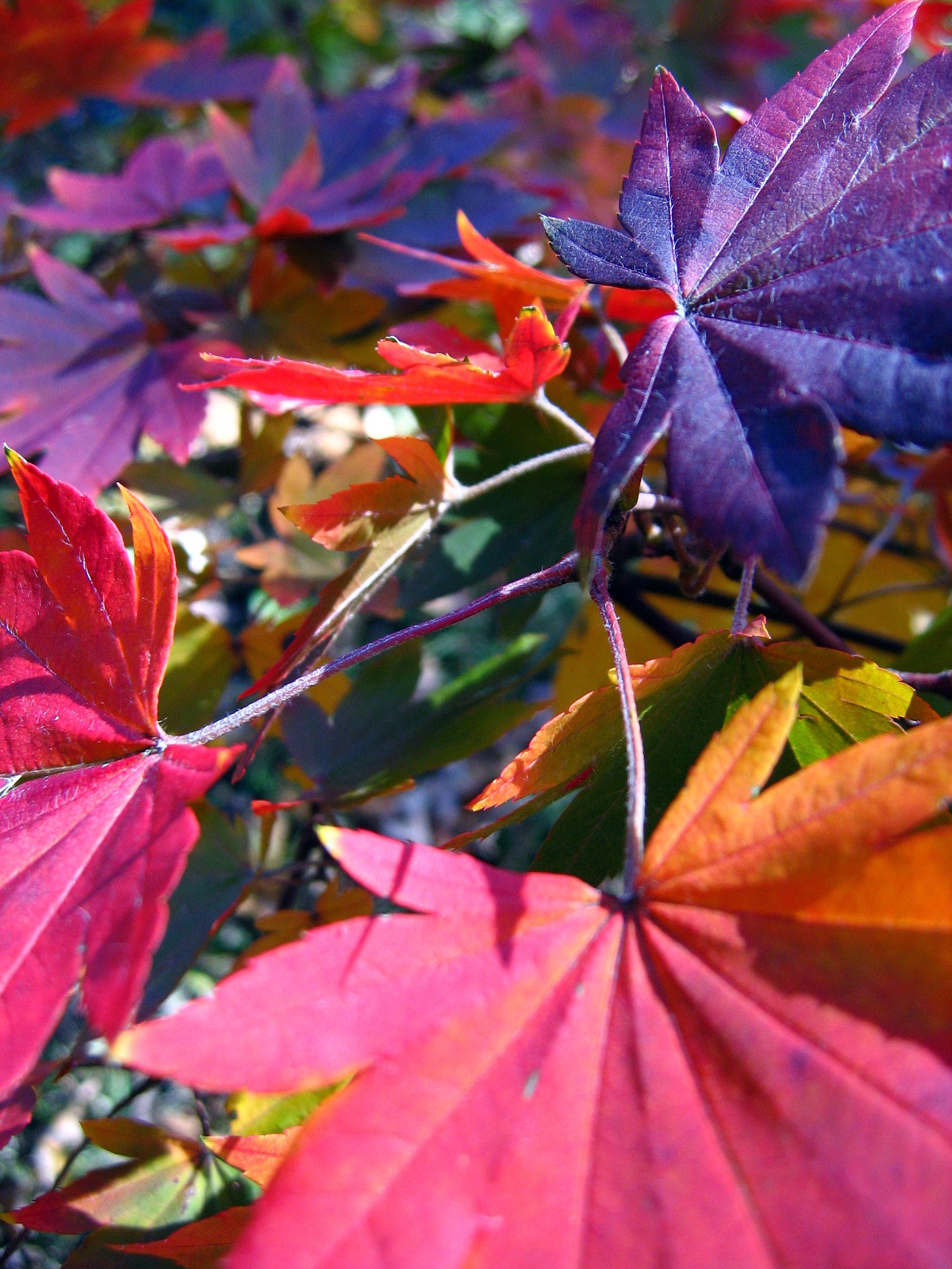 Colorful Fall Leaves  (user submitted)