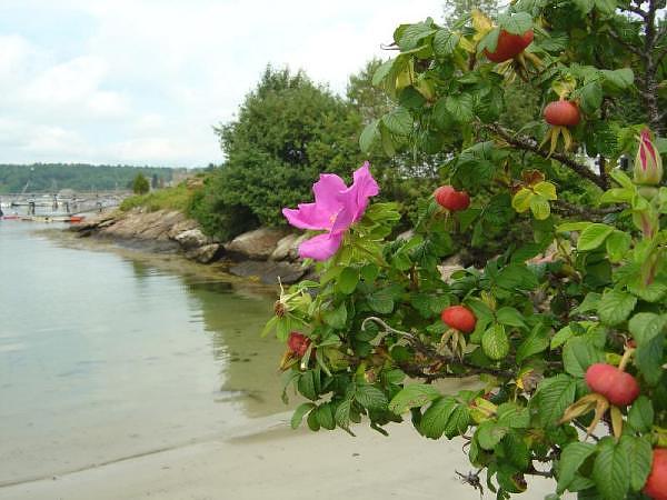 Beach Roses At Swimming Hole (user submitted)