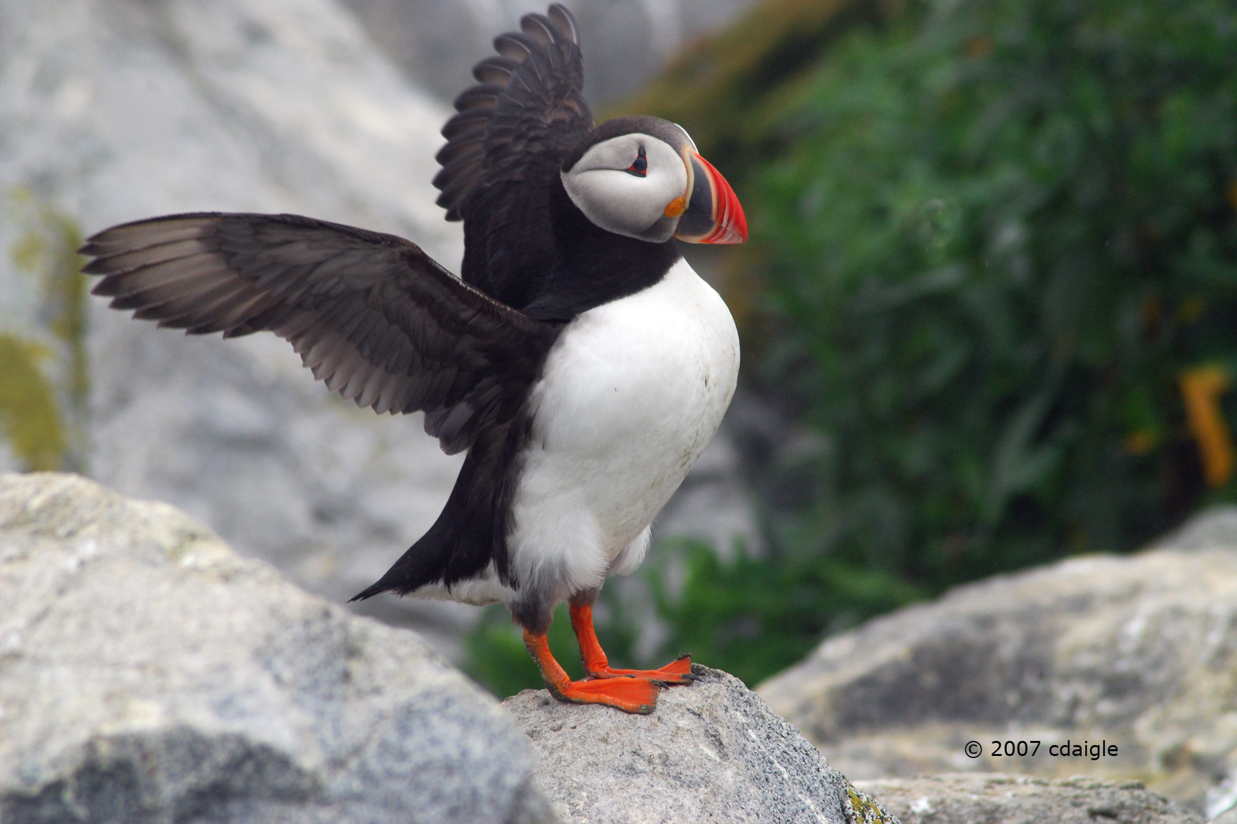 Super Puffin (user submitted)