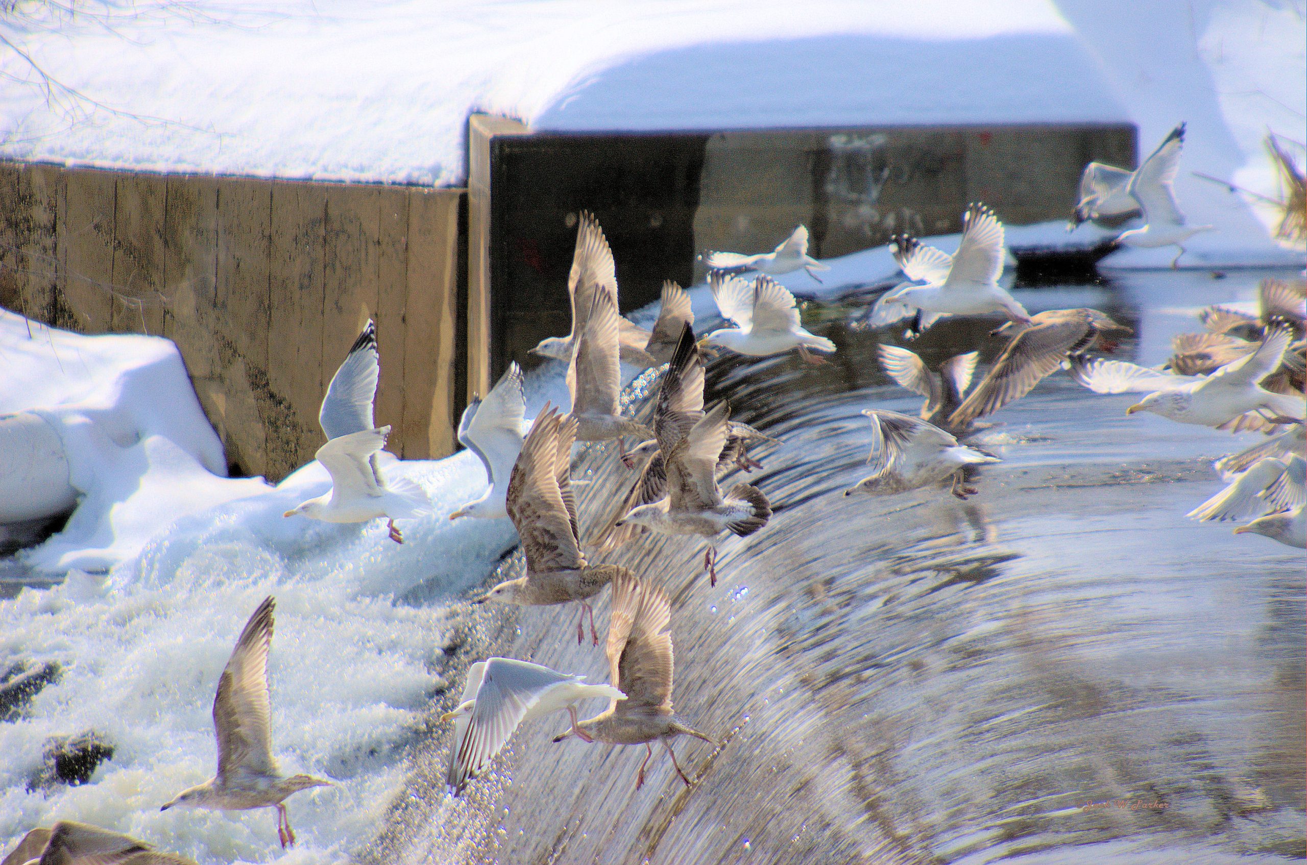 Gulls in Flight  (user submitted)