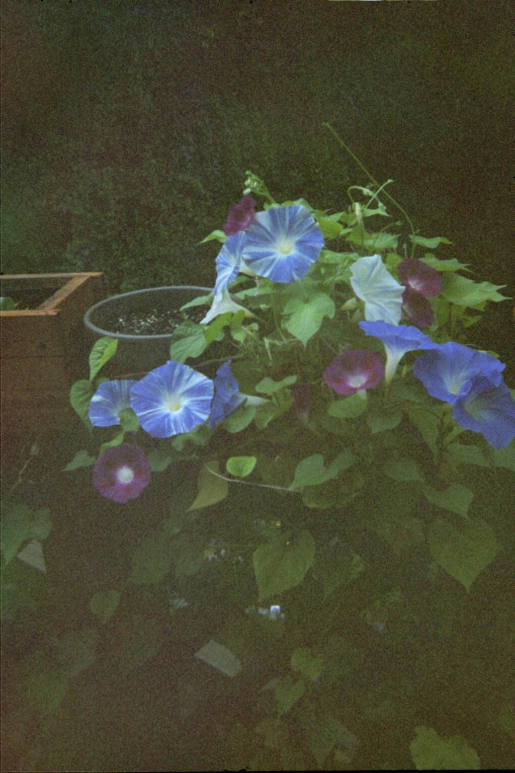 Cascading Morning Glories (user submitted)