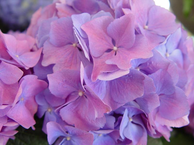 Cape Cod Hydrangea (user submitted)