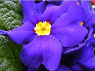 African Violet (user submitted)