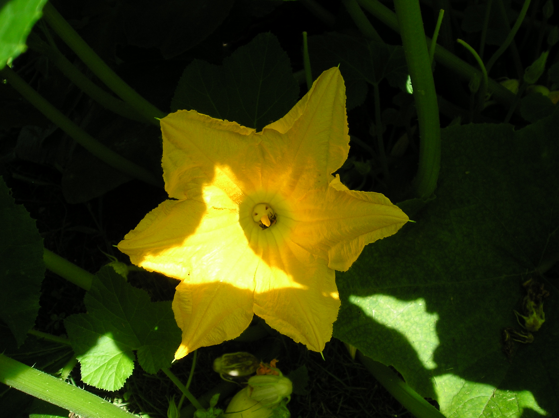 Summer Squash Blossom (user submitted)