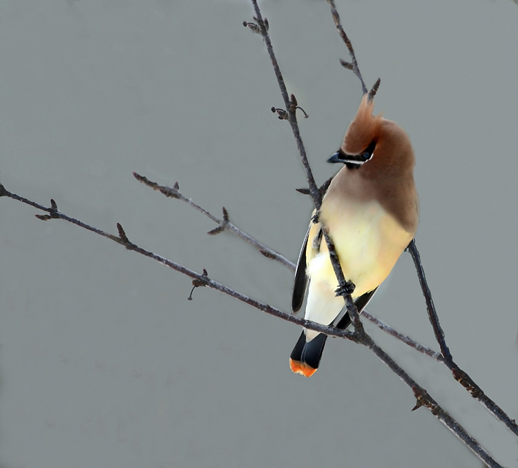 Cedar Wax-Wing (user submitted)