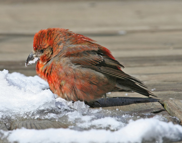 Red Crossbill (user submitted)